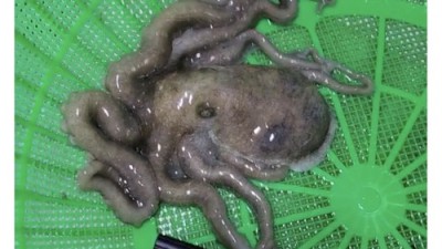 놓치면 후회! 이마트 낙지호롱이 솔직 후기 & 꿀팁 대방출 🐙